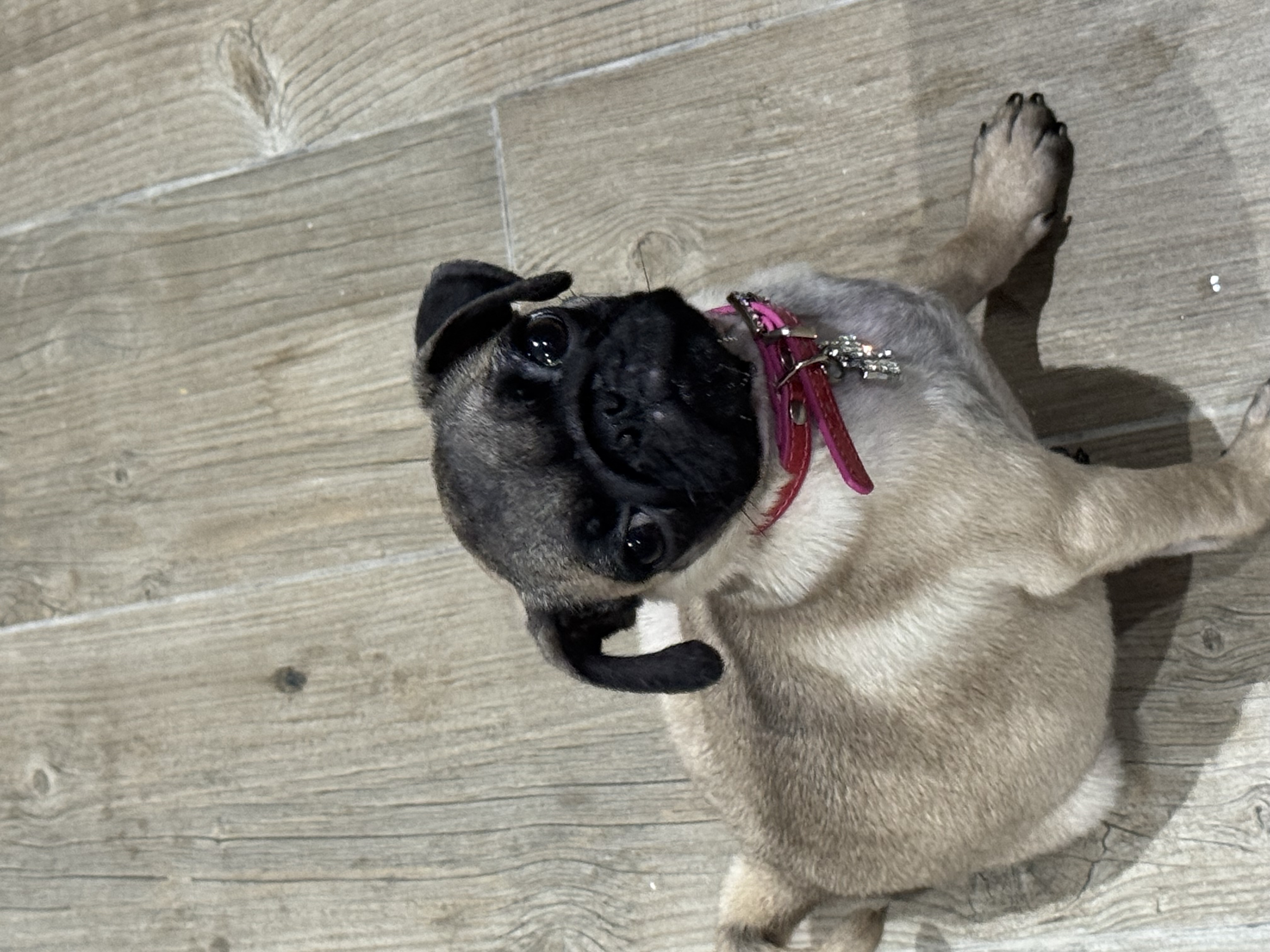 Ariana Ville Cite Ennasr 2 Chiens Autre Carlin femelle 4 mois