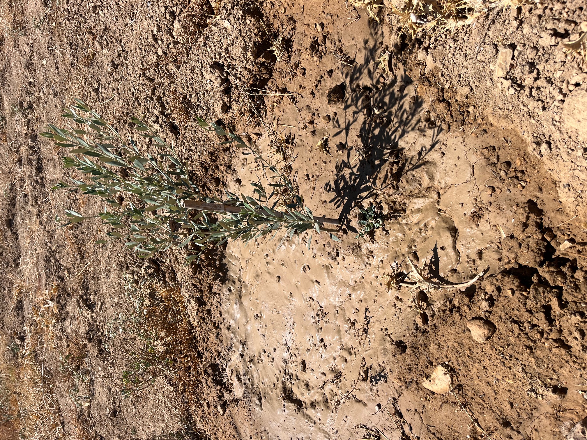 Borj El Amri Cite El Hafsia Terrain Terrain agricole Terrain agricole 1 hectare  borj amri