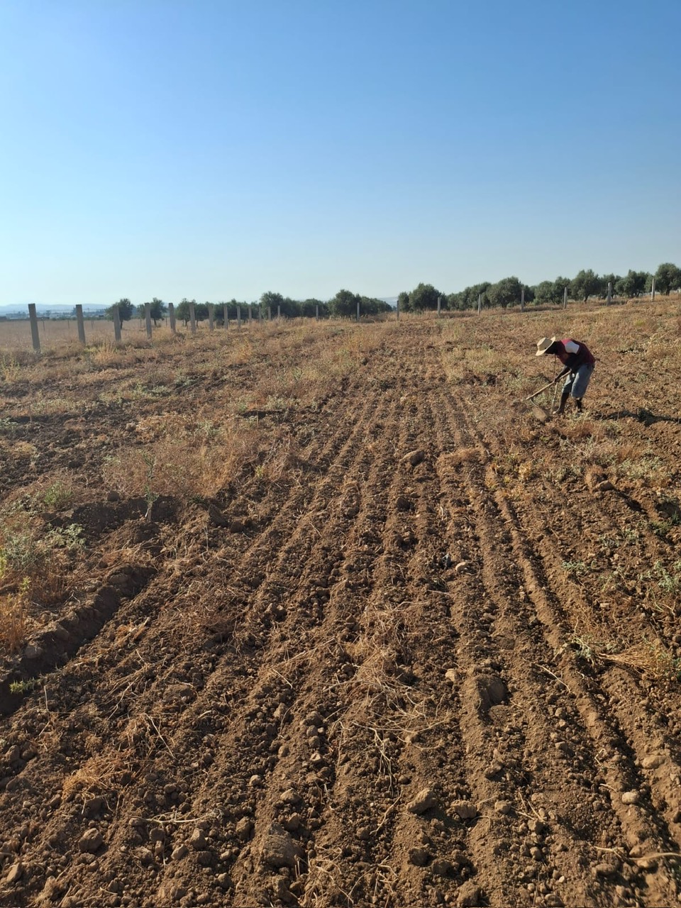 Borj El Amri Cite El Hafsia Terrain Terrain agricole Terrain agricole 1 hectare  borj amri