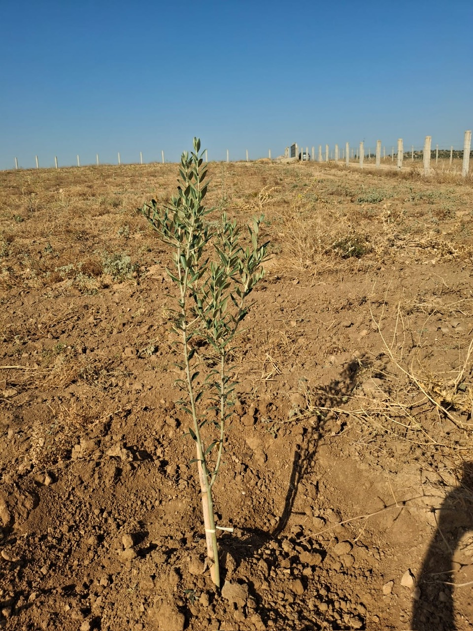 Borj El Amri Cite El Hafsia Terrain Terrain agricole Terrain agricole 1 hectare  borj amri
