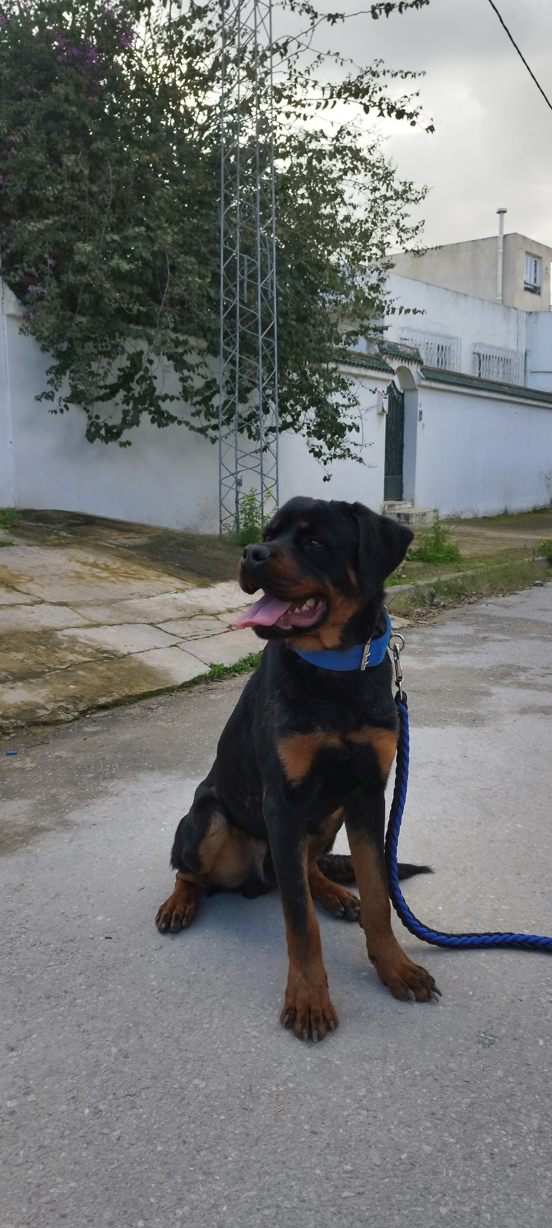 Megrine Sidi Rezig Chiens Autre Un tres beau  rottweiler