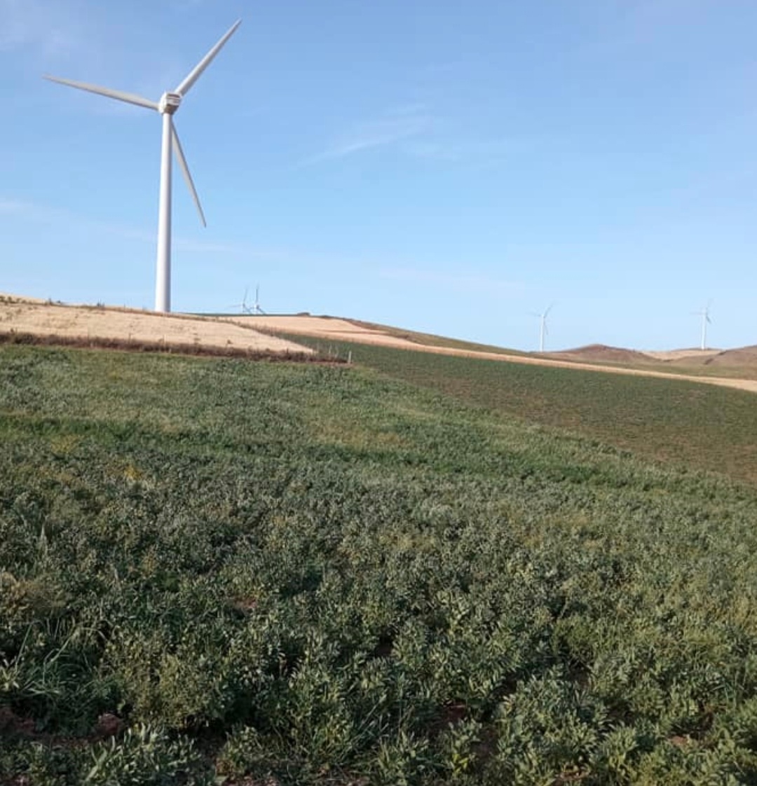 Ras Jebel Ras Jebel Terrain Terrain agricole Terrain 6570m carr titre individuel bizerte