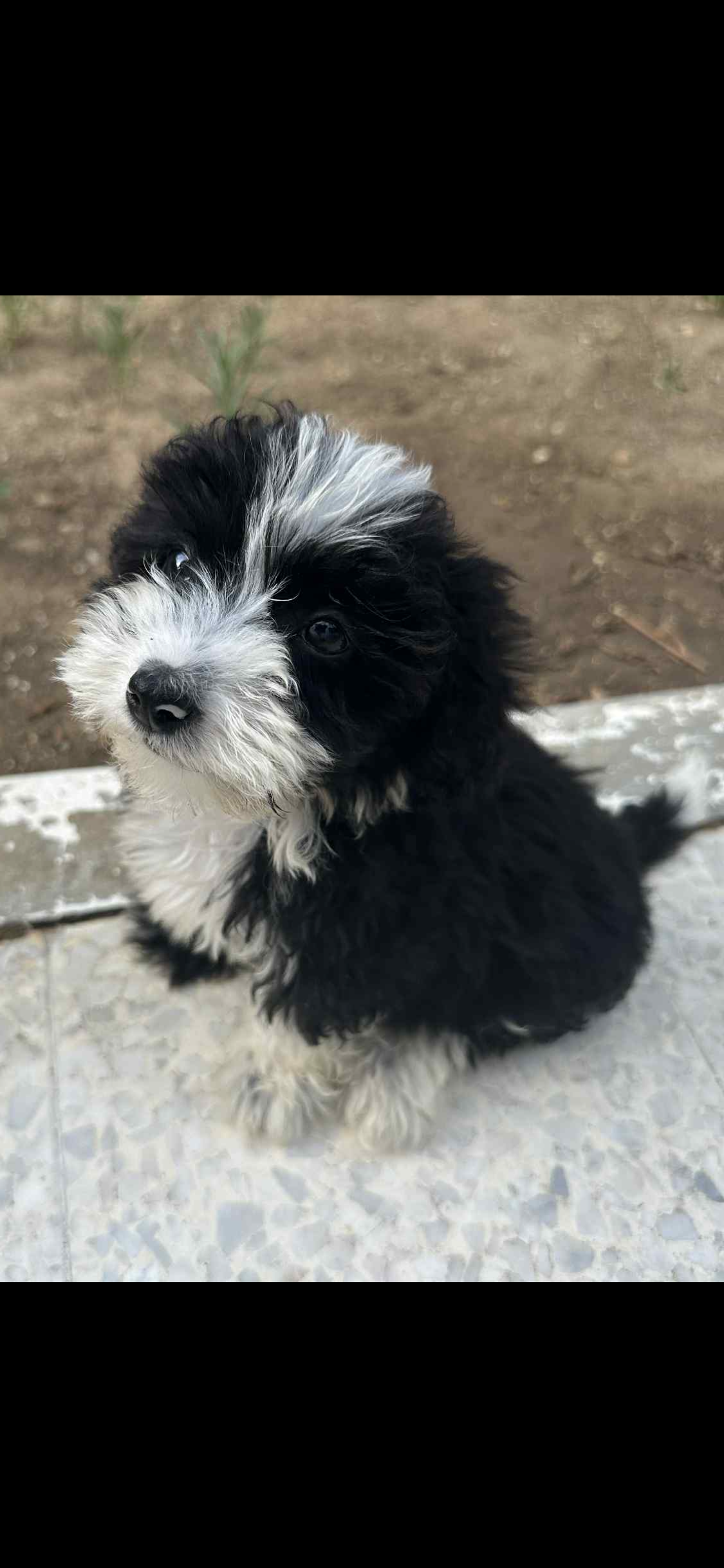 Ezzahra Ezzahra Chiens Autre Chiot  ezzahra