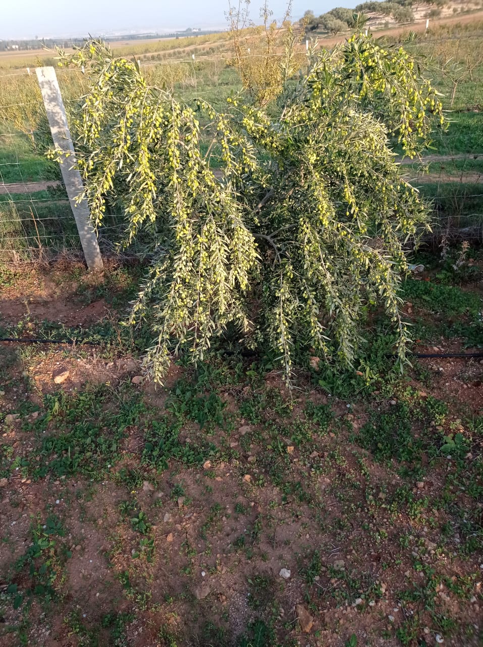 Mannouba La Mannouba Autre Autre Huile d'olive extra vierge koroneiki
