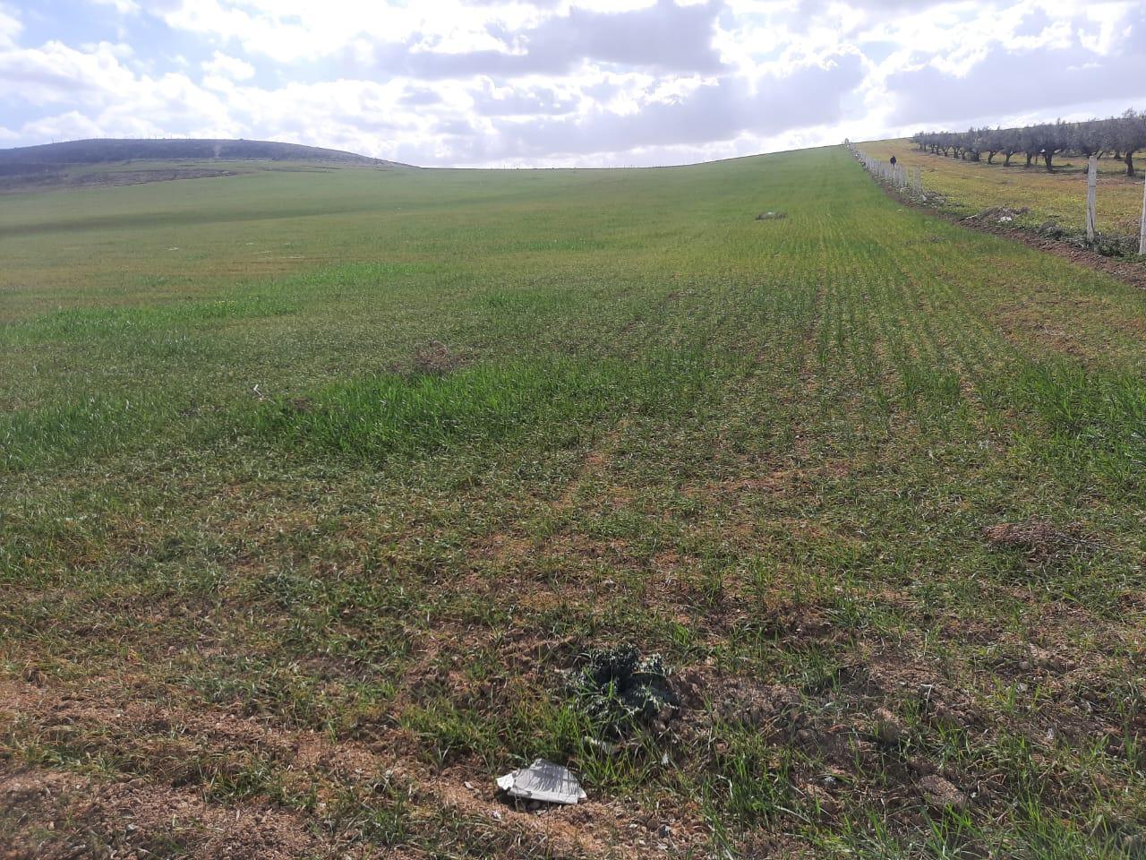 Sidi Hassine Birine Terrain Terrain agricole Terrain agricole situe a birine