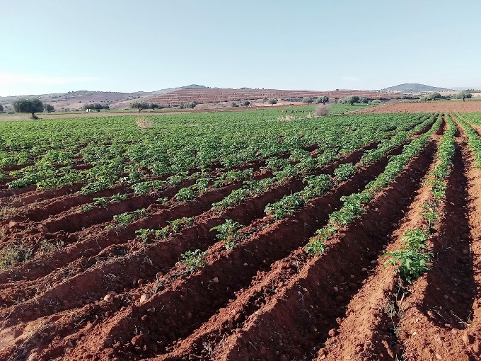 Tajerouine Tajerouine Terrain Terrain agricole Grande agricole 170ha