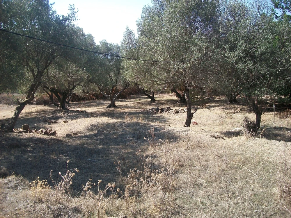 Tabarka Cite El Mourjene Terrain Terrain nu Parcelles de 300m 500m et 1000m