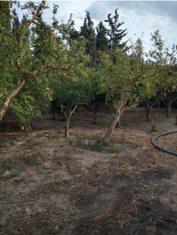 Ras Jebel Ras Jebel Terrain Terrain agricole Occasion  saisir  ras jbal