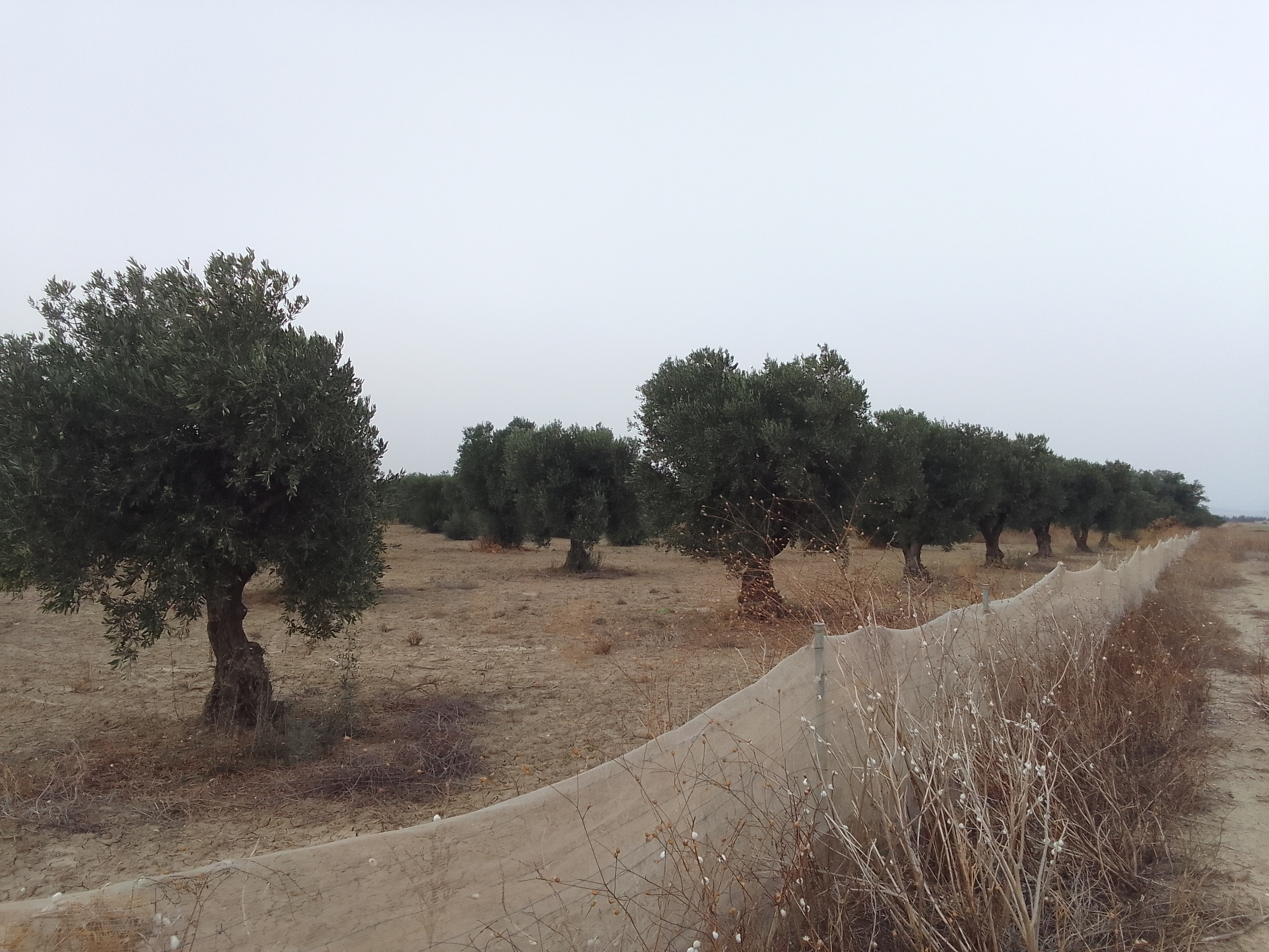 Zaghouan Zaghouan Terrain Terrain agricole 7000 m  oliviers