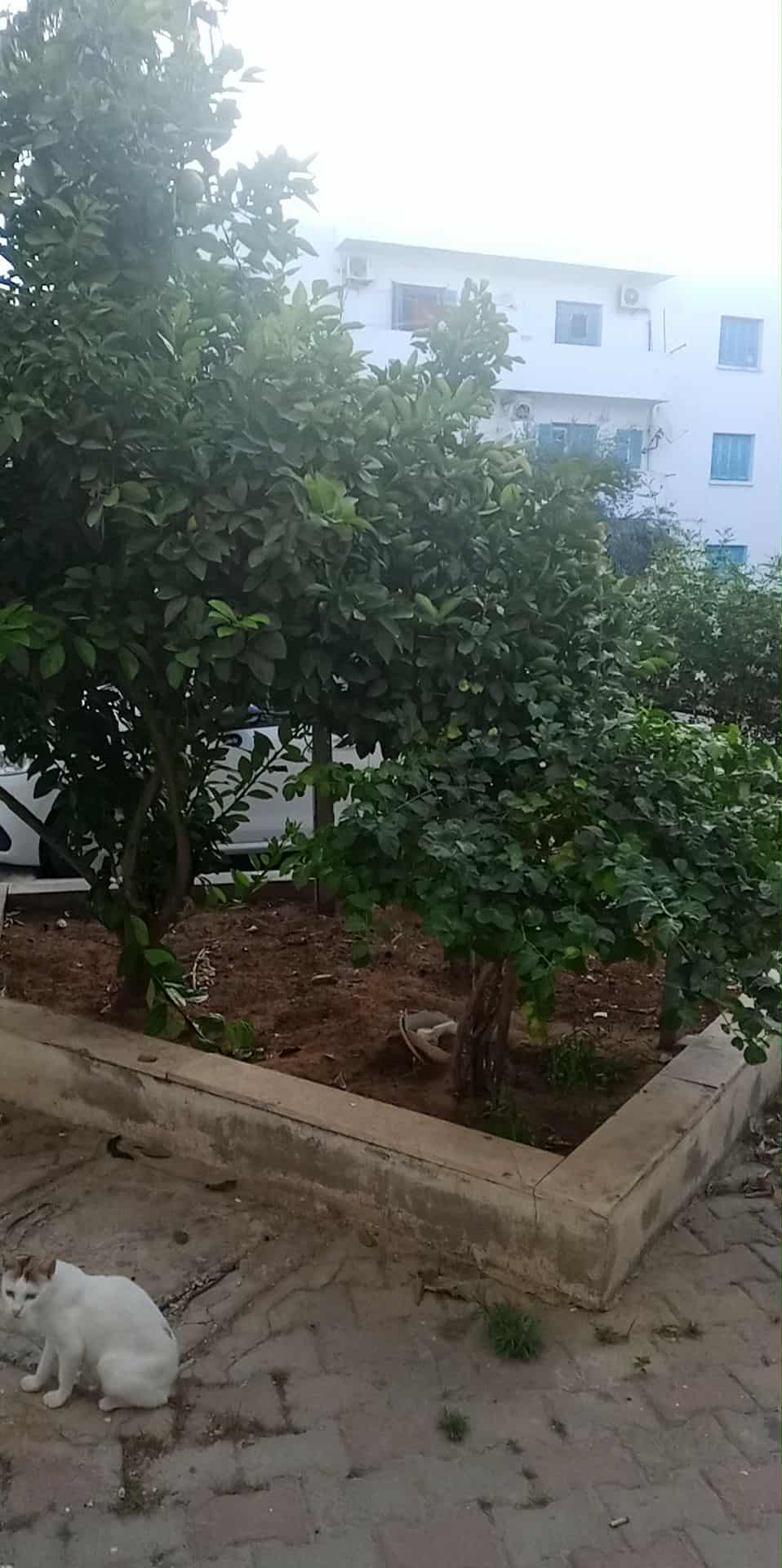 La Goulette Cite Ennacim La Brise Location Appart. 4 pices Loue appart chambres rdc aouina