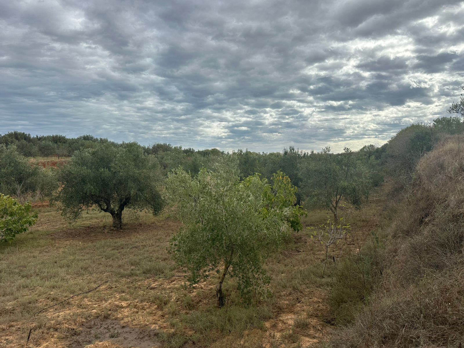 Kalaa El Kebira Kalaa El Kebira Terrain Terrain agricole Terrain el hnia dont villa inacheve