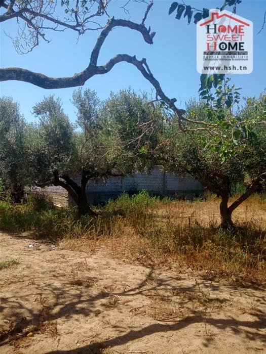 Hammam El Ghezaz Hammam El Ghezaz Vente Autre Terrain villa nahawand   hammem ghzez