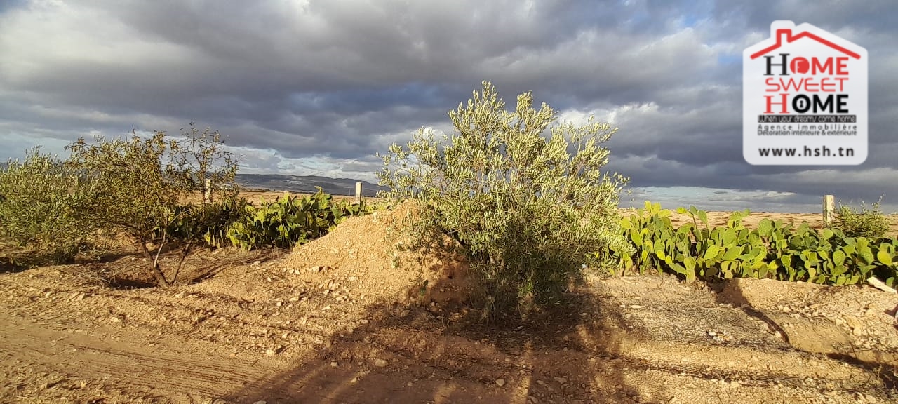 Le Kef Est Le Kef Terrain Terrain agricole Terrain agricole iyad  kef