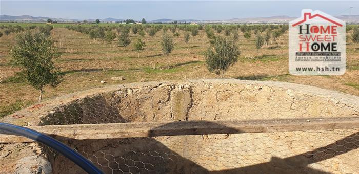 Mejez El Bab Mejez El Bab Vente Surfaces Terrain agricole sana   mjez beb