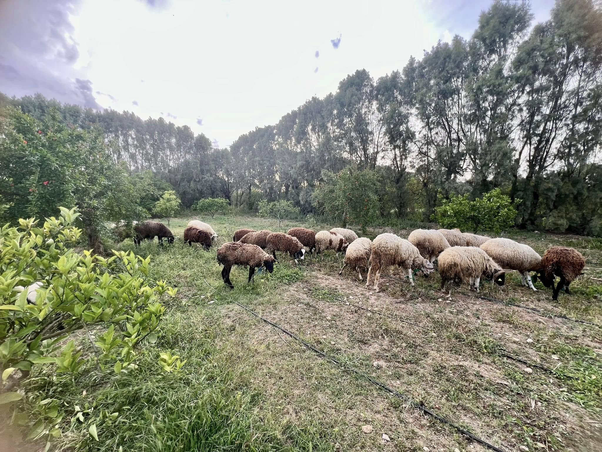 Soliman Soliman Terrain Terrain agricole Ferme a slimen