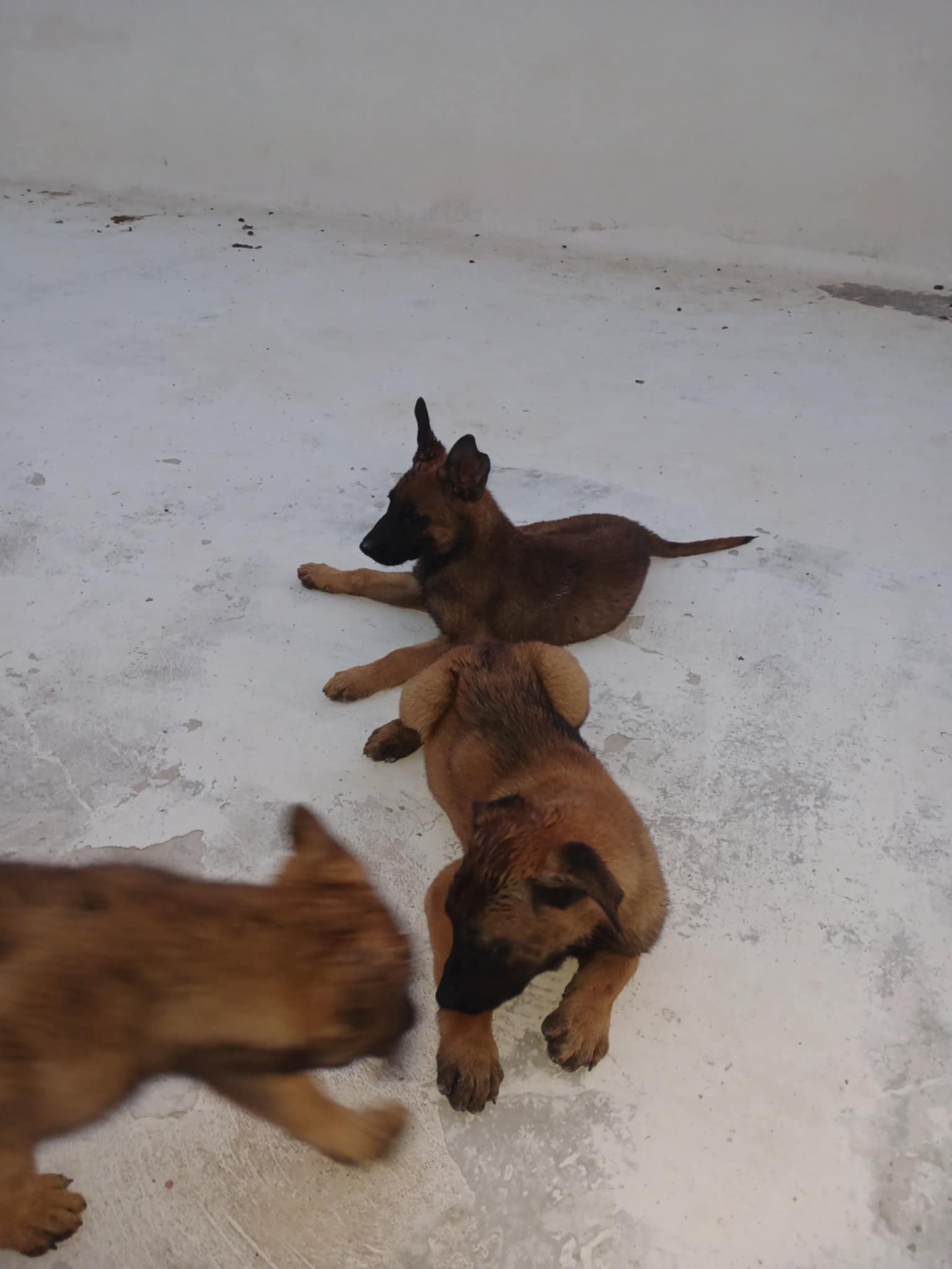 La Soukra La Soukra Chiens Autre Chien malinois