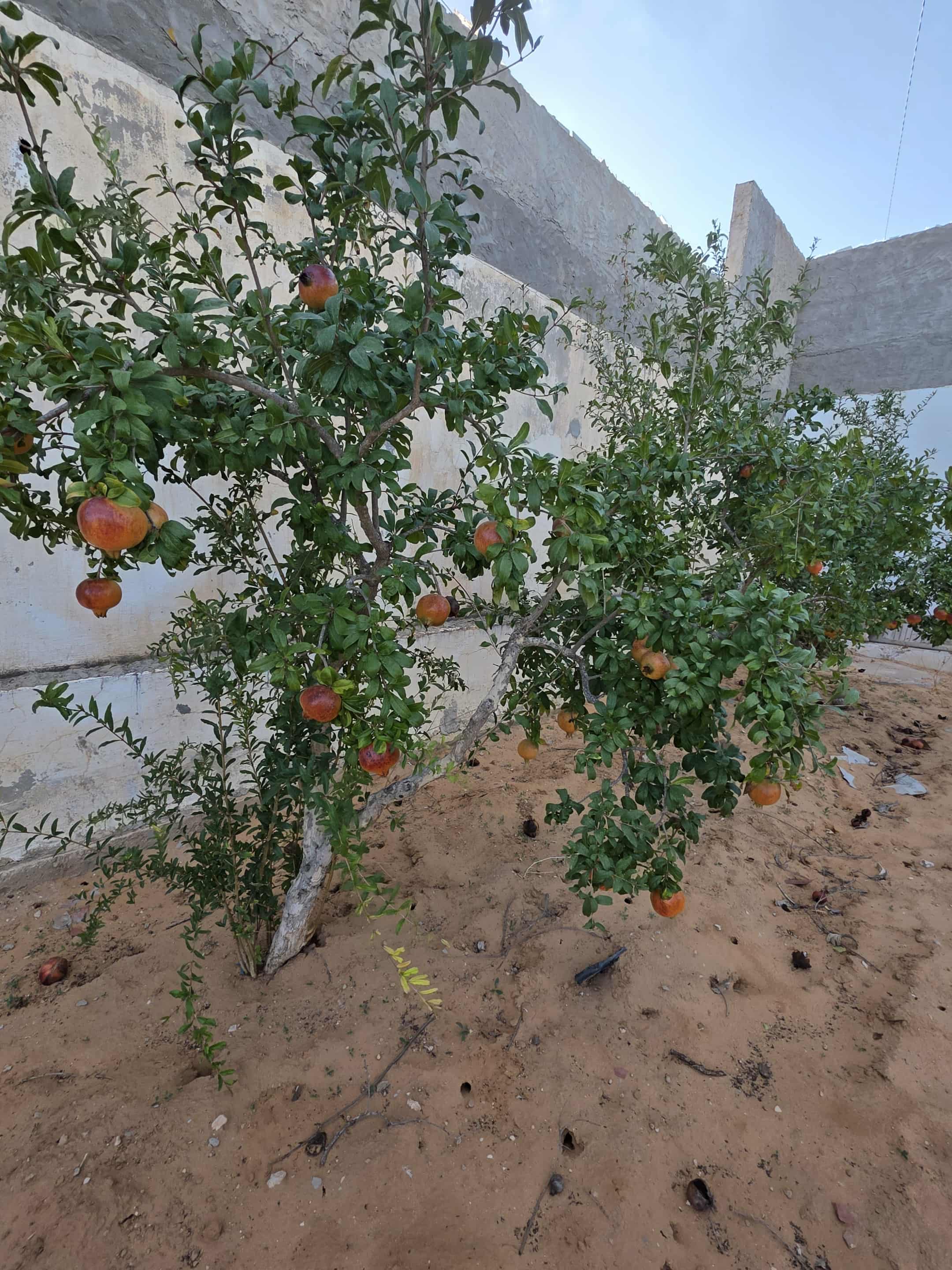 Sfax Sud El Ain Terrain Terrain agricole Terrain a sfax route el ain