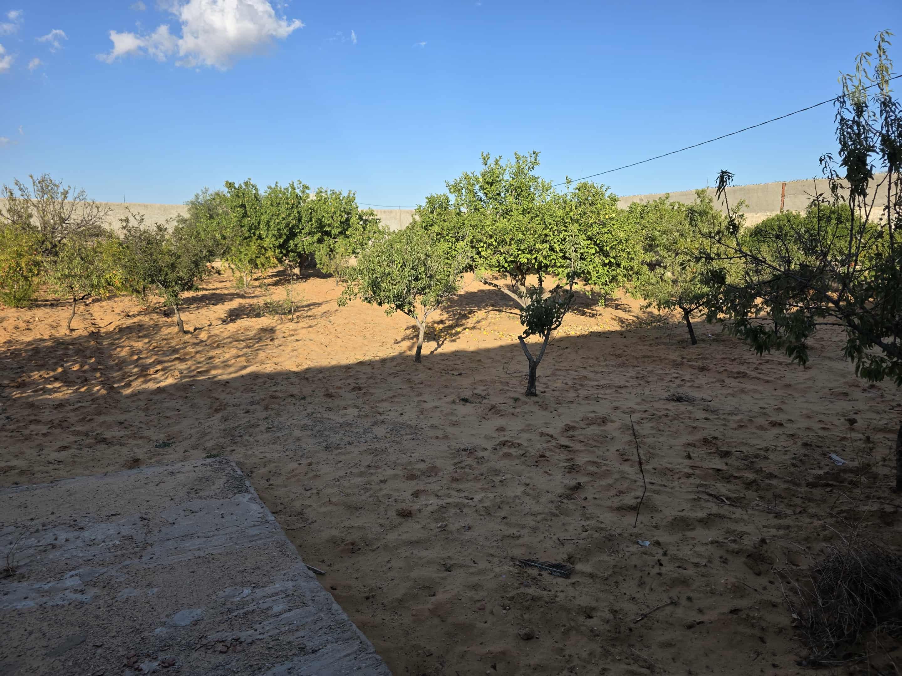 Sfax Sud El Ain Terrain Terrain agricole Terrain a sfax route el ain
