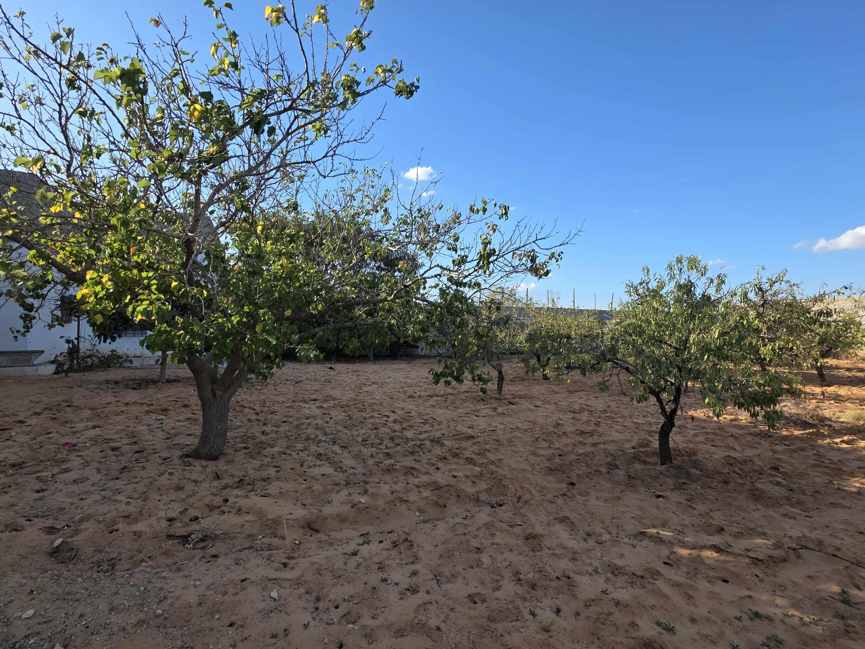 Sfax Sud El Ain Terrain Terrain agricole Terrain a sfax route el ain