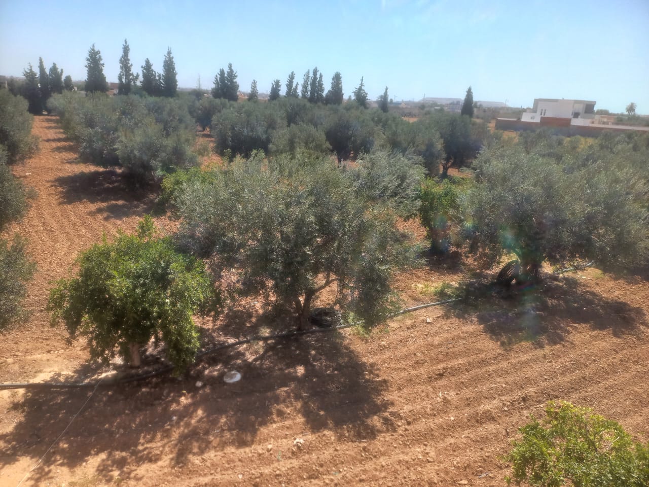 Sfax Sud Tyna Terrain Terrain agricole Une ferme avec titre bleu 1 hectar 600  sfax