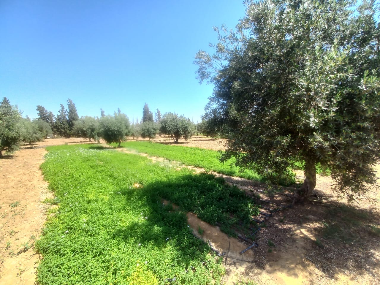 Sfax Sud Tyna Terrain Terrain agricole Une ferme avec titre bleu 1 hectar 600  sfax
