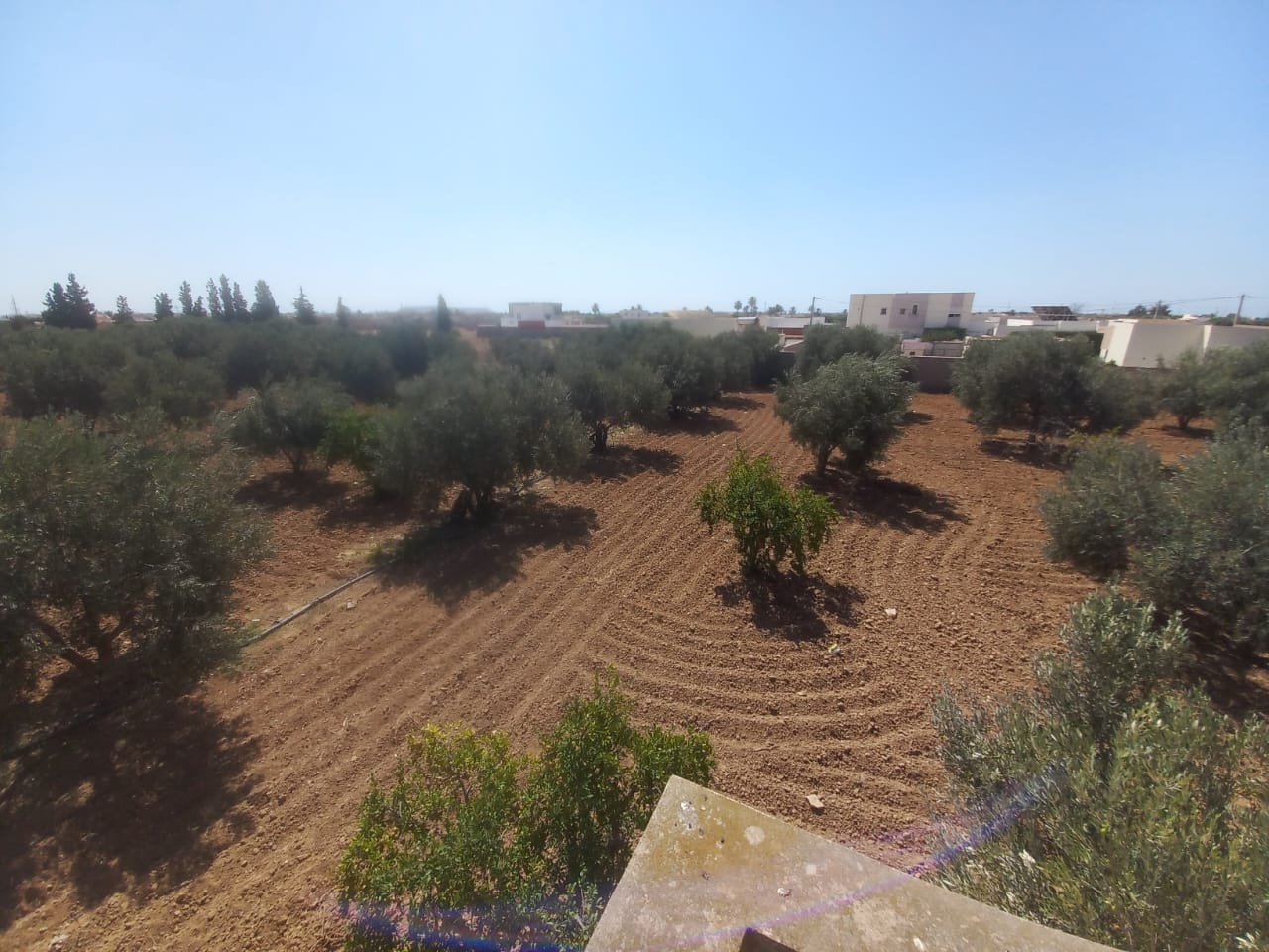 Sfax Sud Tyna Terrain Terrain agricole Une ferme avec titre bleu 1 hectar 600  sfax