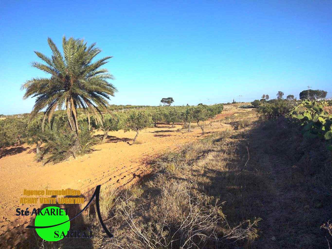 Kalaa El Kebira Kalaa El Kebira Terrain Terrain agricole Terrain 10000m  kalaa kebira vers dar zitouna