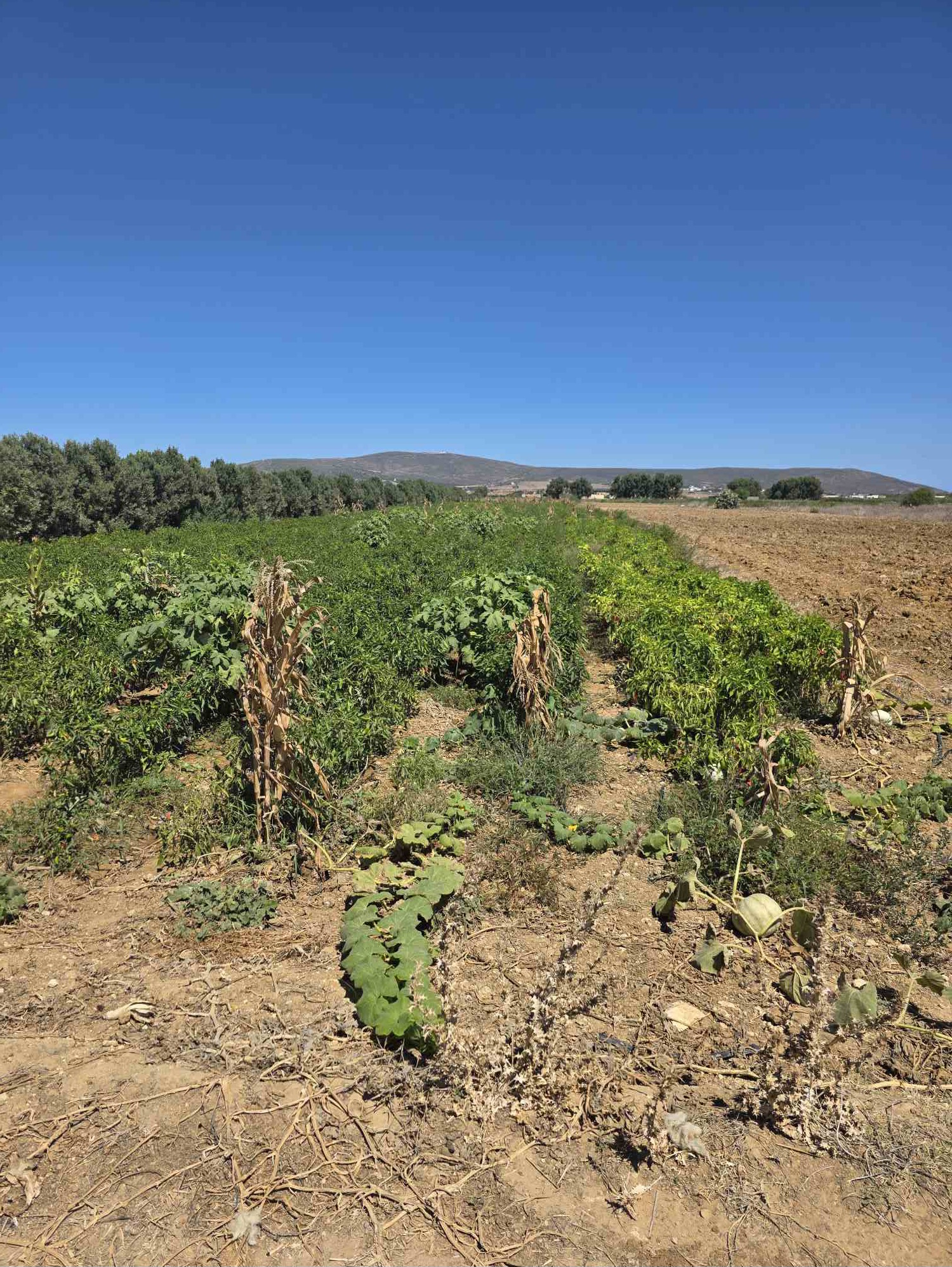 El Haouaria El Kedoua Terrain Terrain nu Terrain avec certificat de proprit