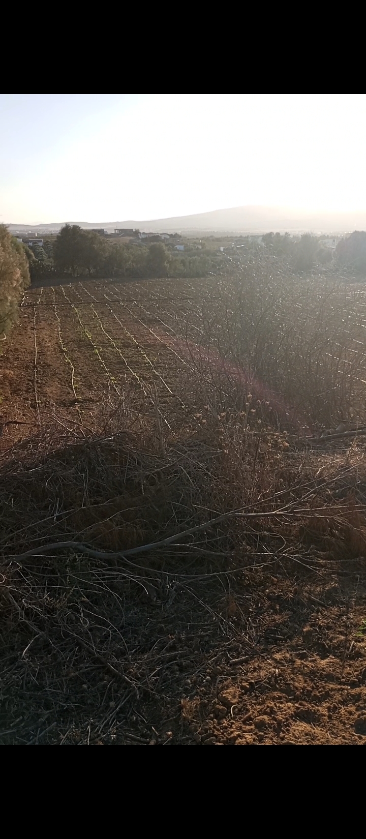 Bou Argoub El Machrouha Terrain Terrain agricole Terrain agricole