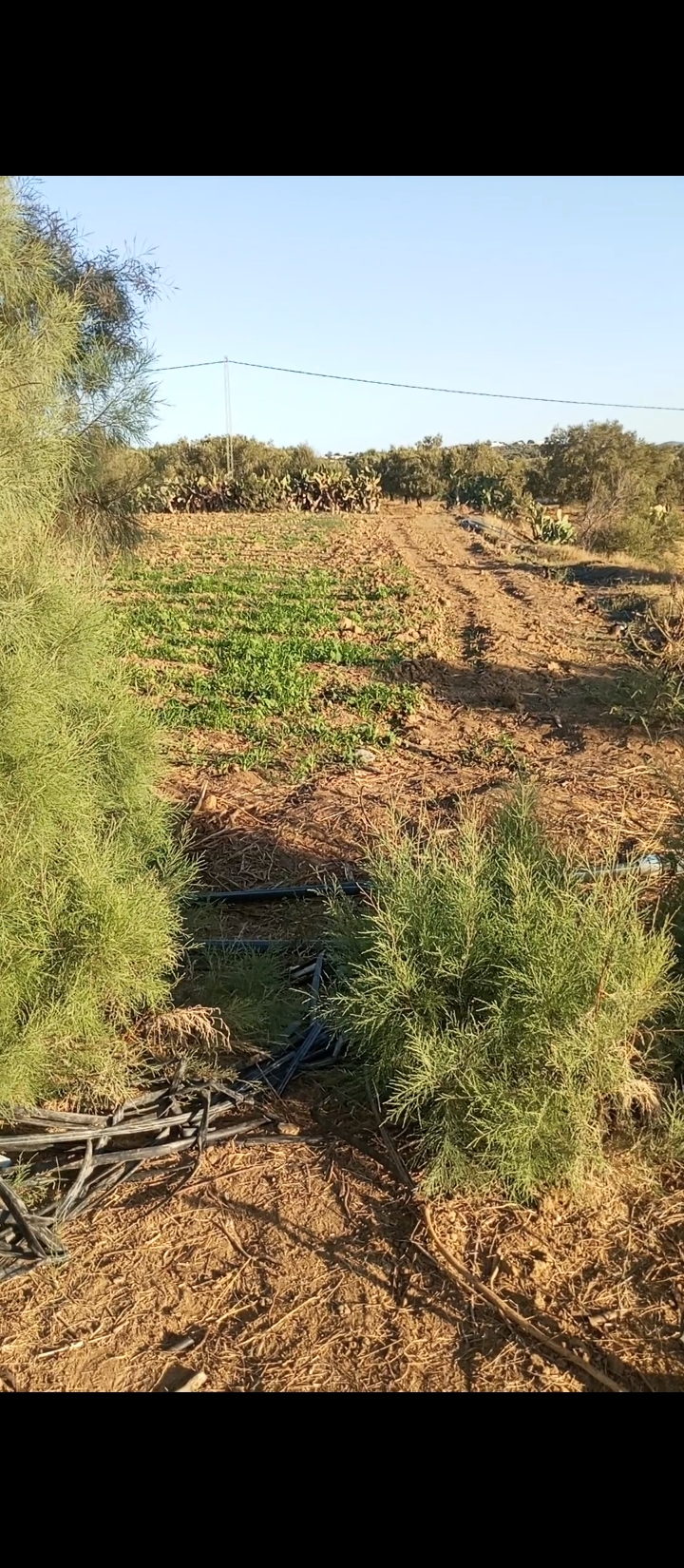 Bou Argoub El Machrouha Terrain Terrain agricole Terrain agricole