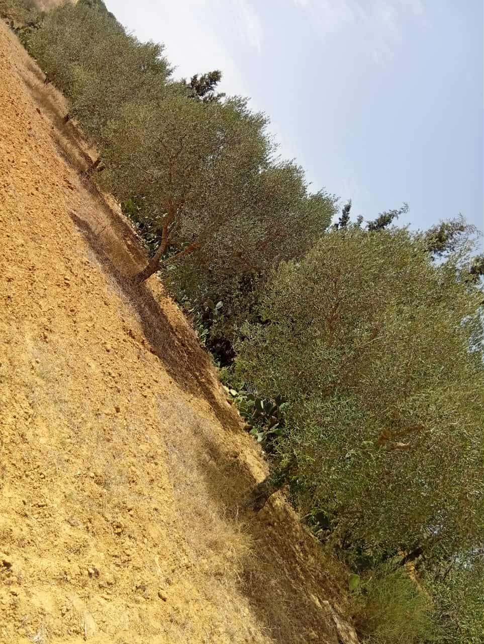 Bou Argoub Bousehem Terrain Terrain agricole Sanya fla7a