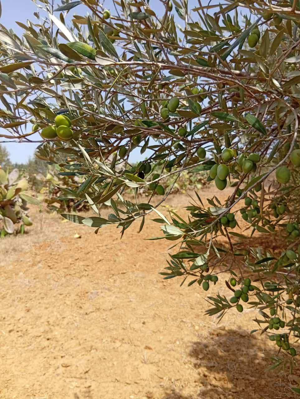 Bou Argoub Bousehem Terrain Terrain agricole Sanya fla7a