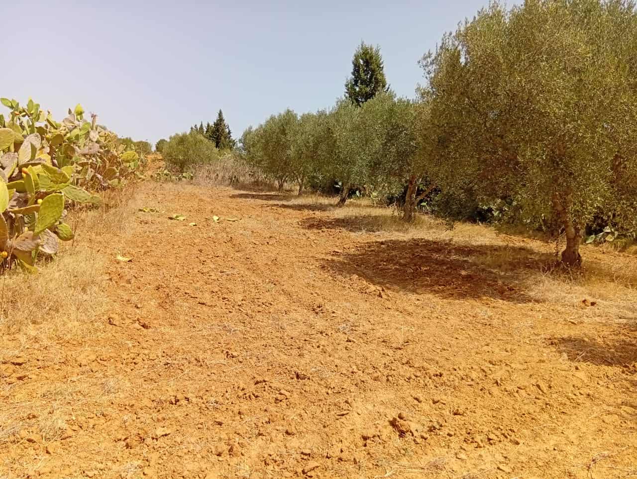 Bou Argoub Bousehem Terrain Terrain agricole Sanya fla7a