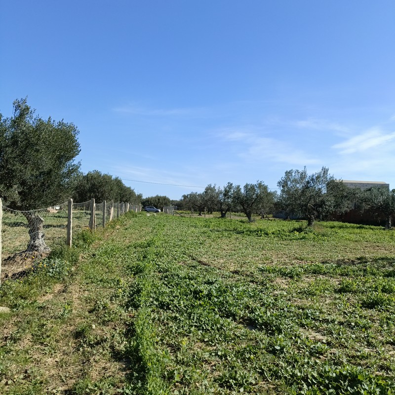 Hammamet Hammamet Terrain Terrain agricole Av terrain 1680m proche hammamet yasmine