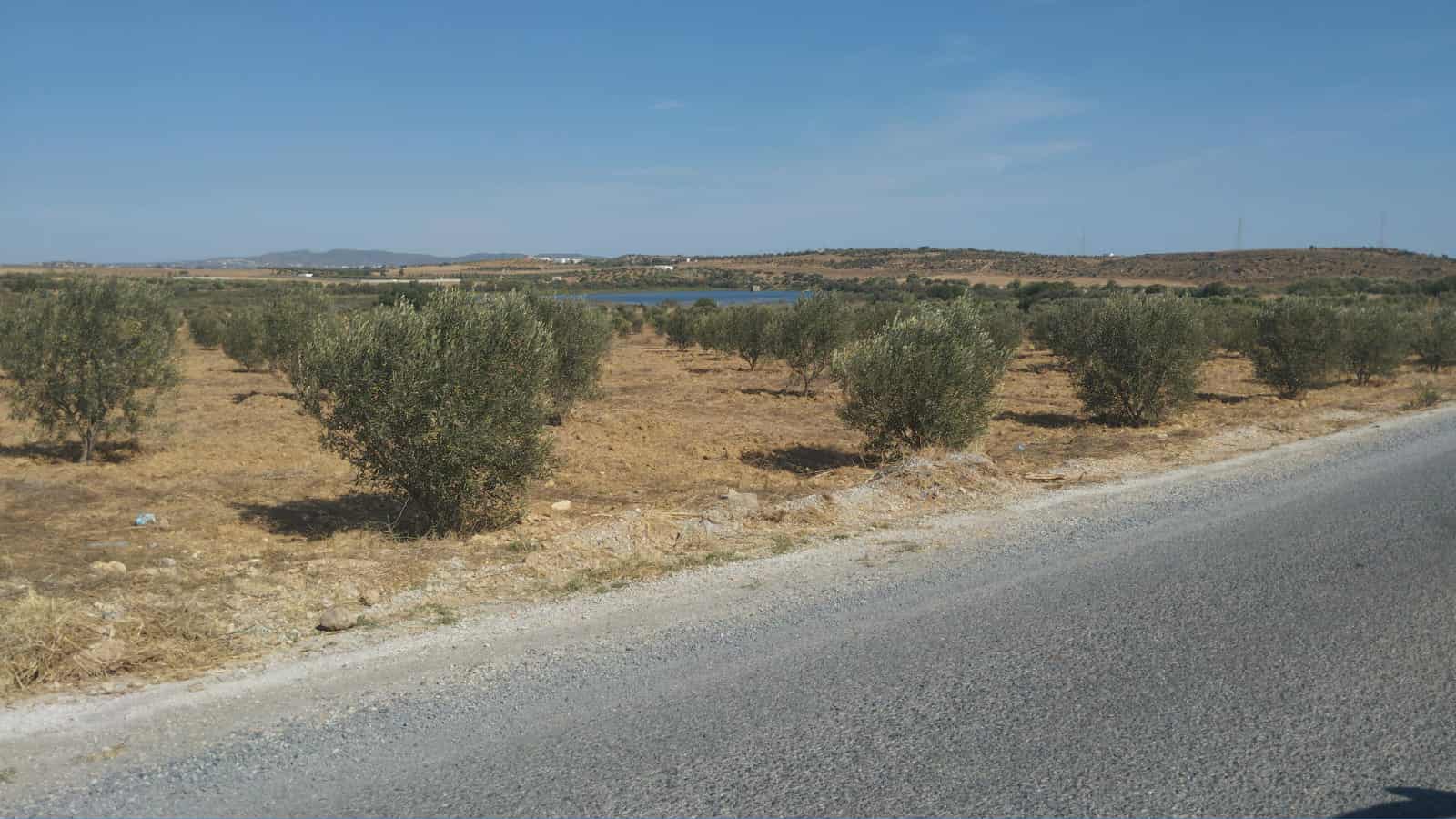 Hammamet Hammamet Terrain Terrain agricole Av de 1000m a 3000m  monchar