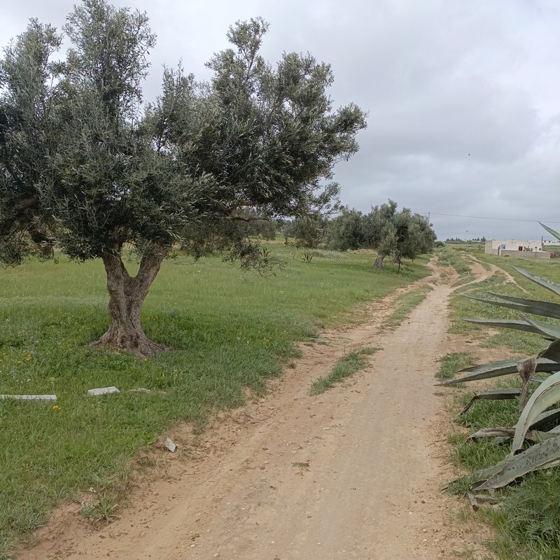 Hammamet Residence Ellissa Terrain Terrain nu Bonne affaire 290m a 28 md  hamammet sud
