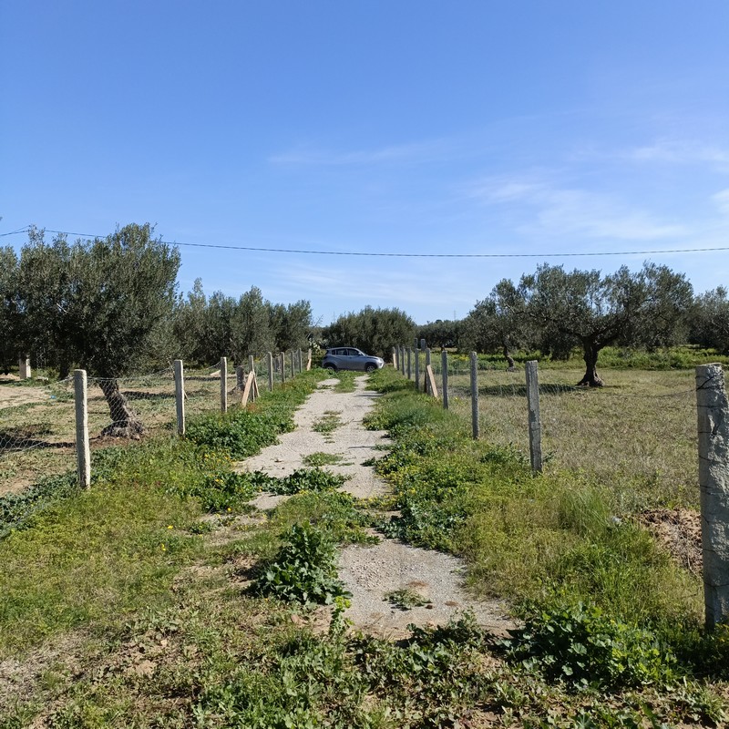 Hammamet Hammamet Terrain Terrain agricole Bonne occasion 1680m  hammamet sud