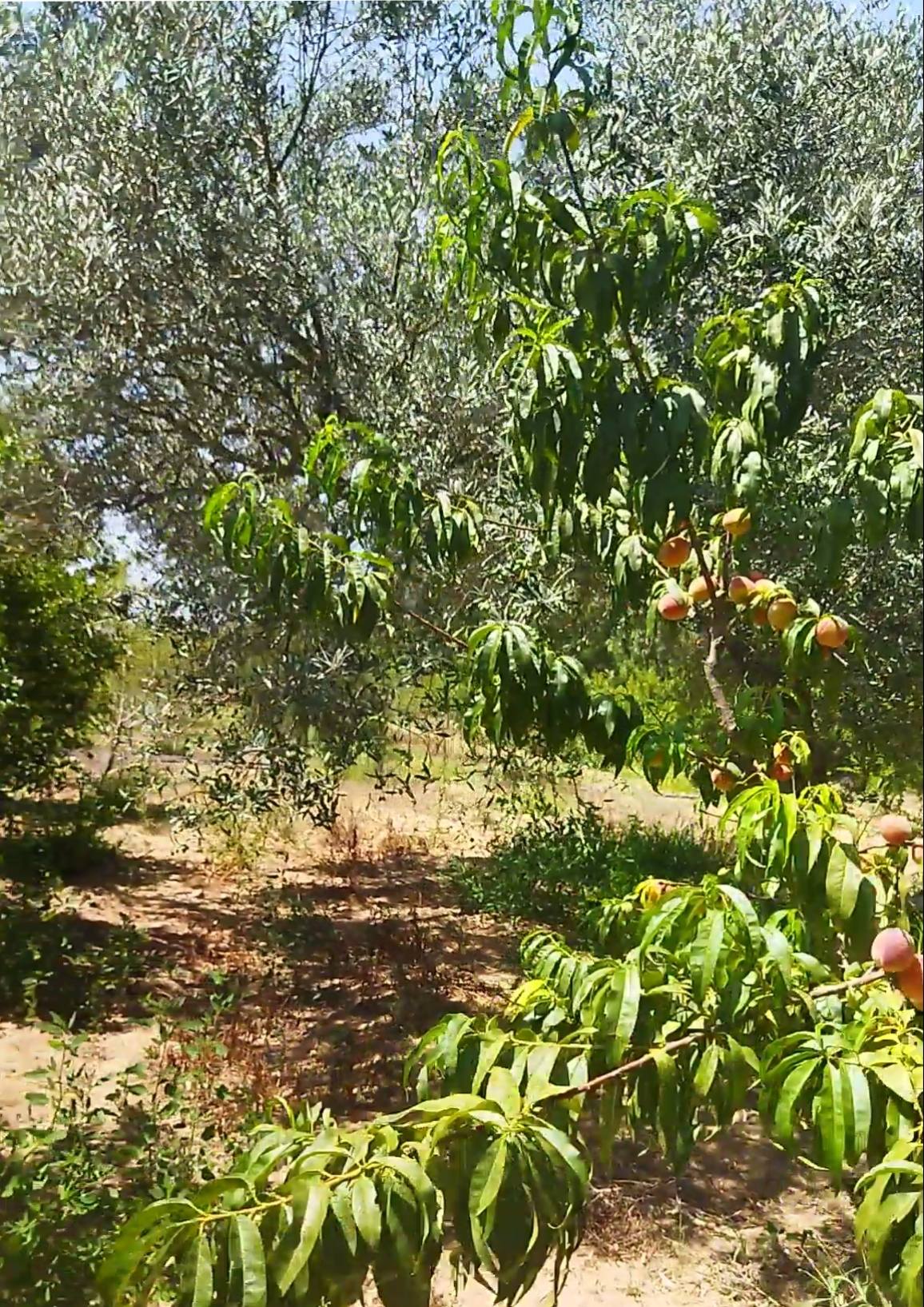 El Haouaria El Haouaria Terrain Terrain agricole Terrain agricole de 1 hectare