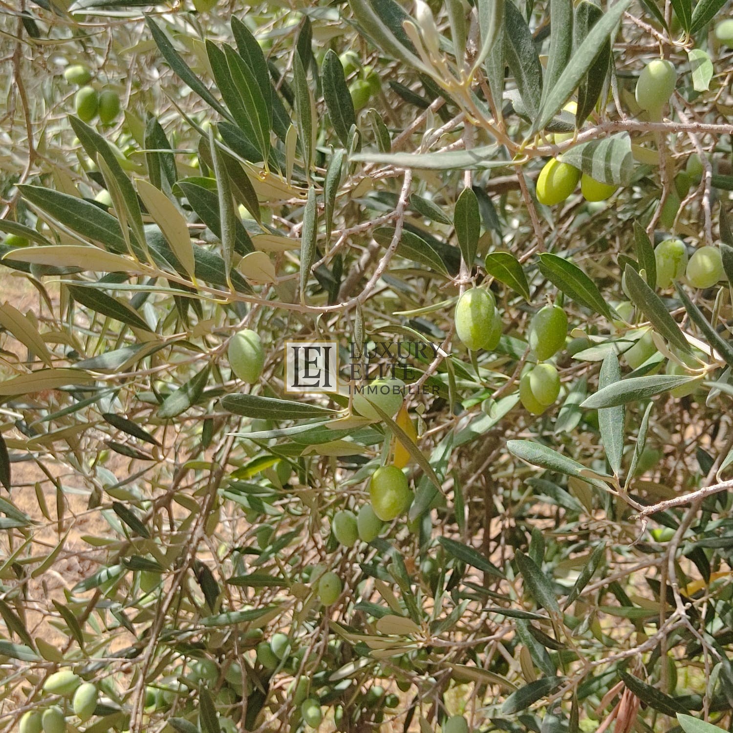 Takelsa Sidi Issa Terrain Terrain agricole Une superbe ferme 15 hectares