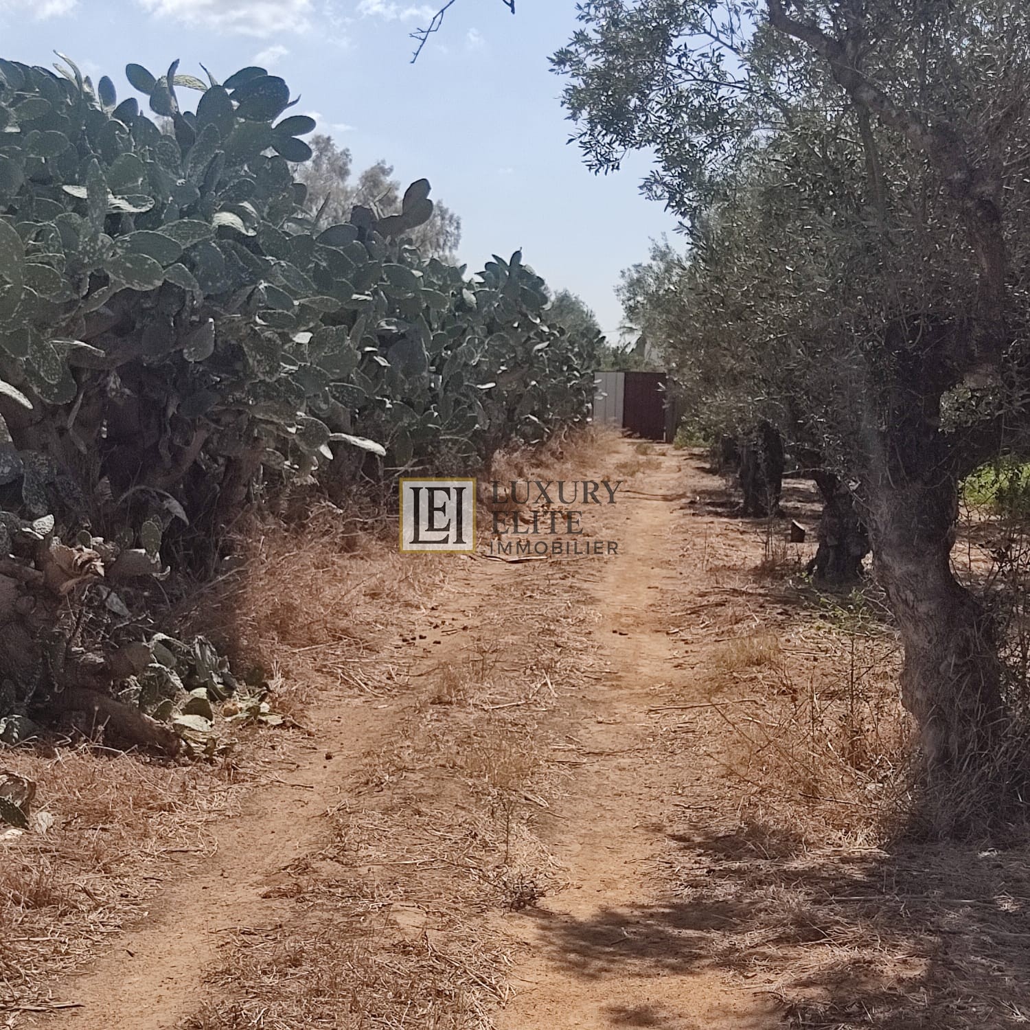 Hammamet Cite Chraf Terrain Terrain nu Terrain 700 m2  hammamet