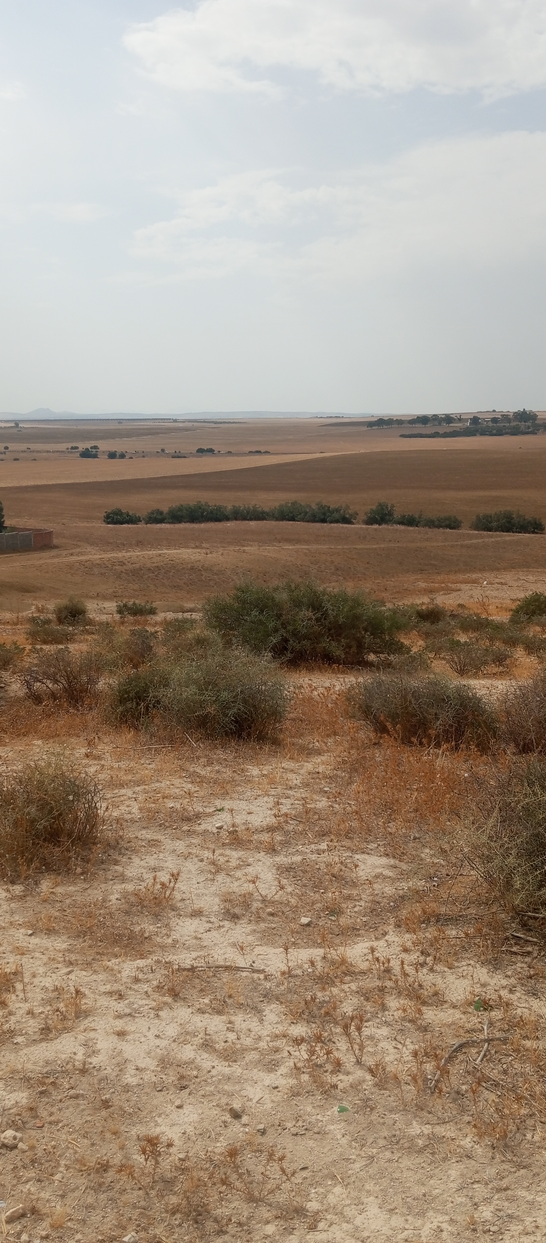 Mejez El Bab Mejez El Bab Terrain Terrain agricole Terrain mejez el bab