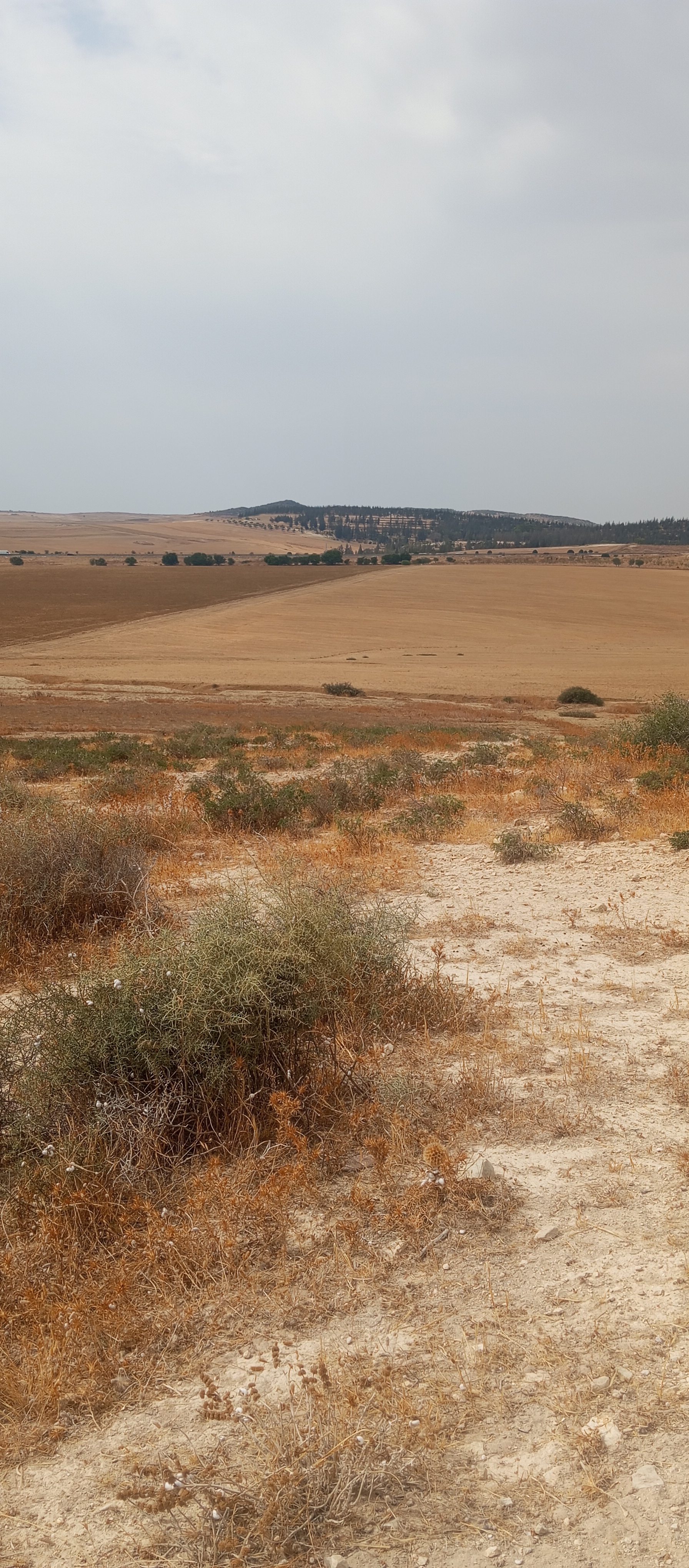 Mejez El Bab Mejez El Bab Terrain Terrain agricole Terrain mejez el bab