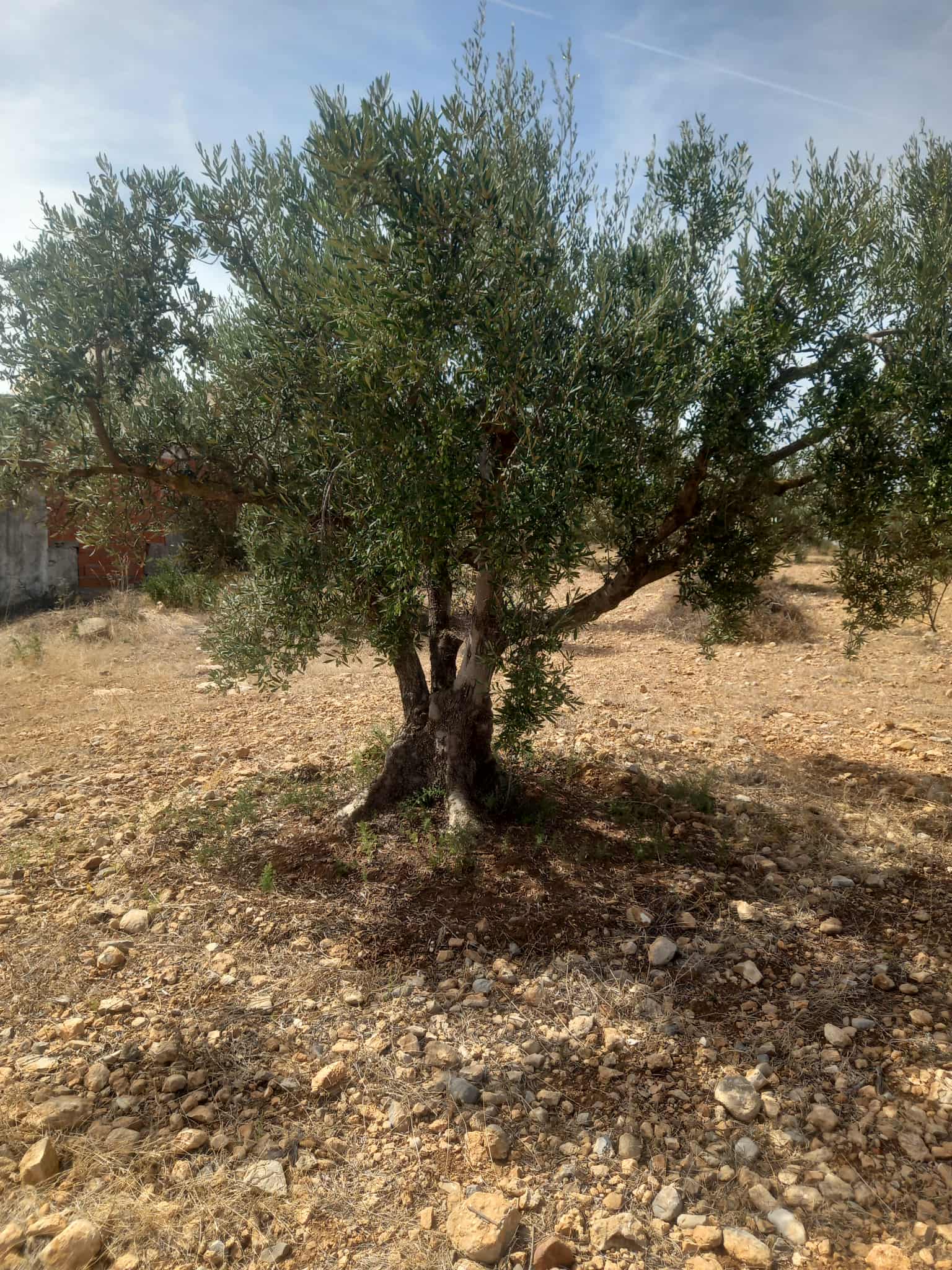 Zaghouan Zaghouan Vente Autre Terrain agricole