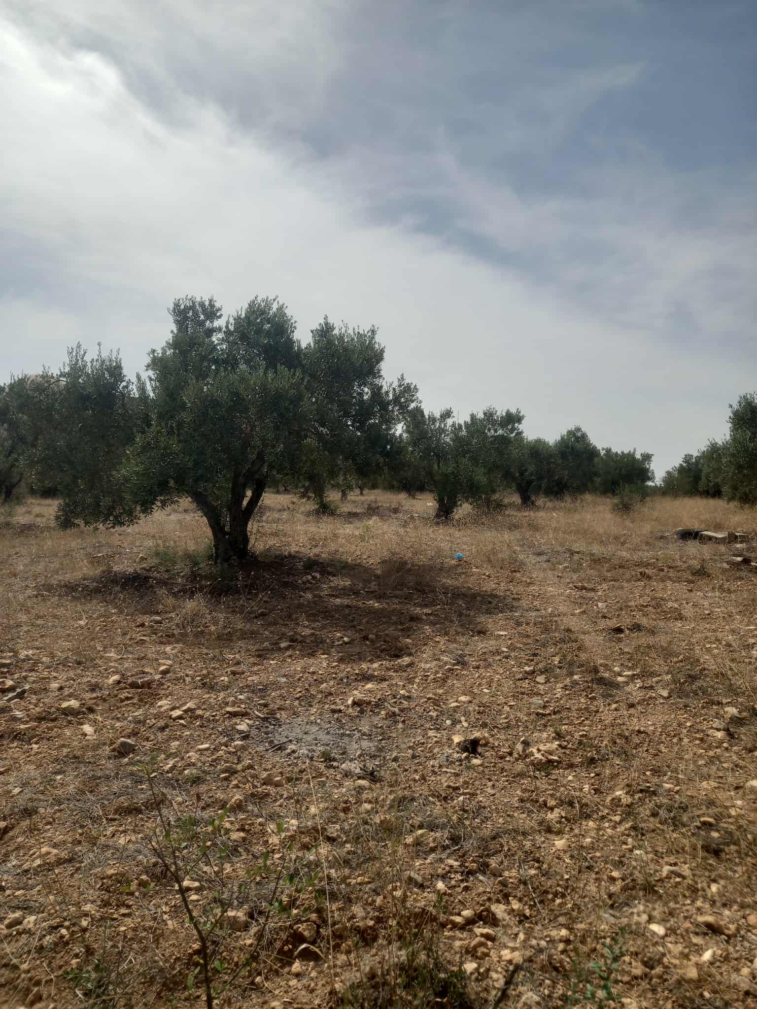 Zaghouan Zaghouan Vente Autre Terrain agricole