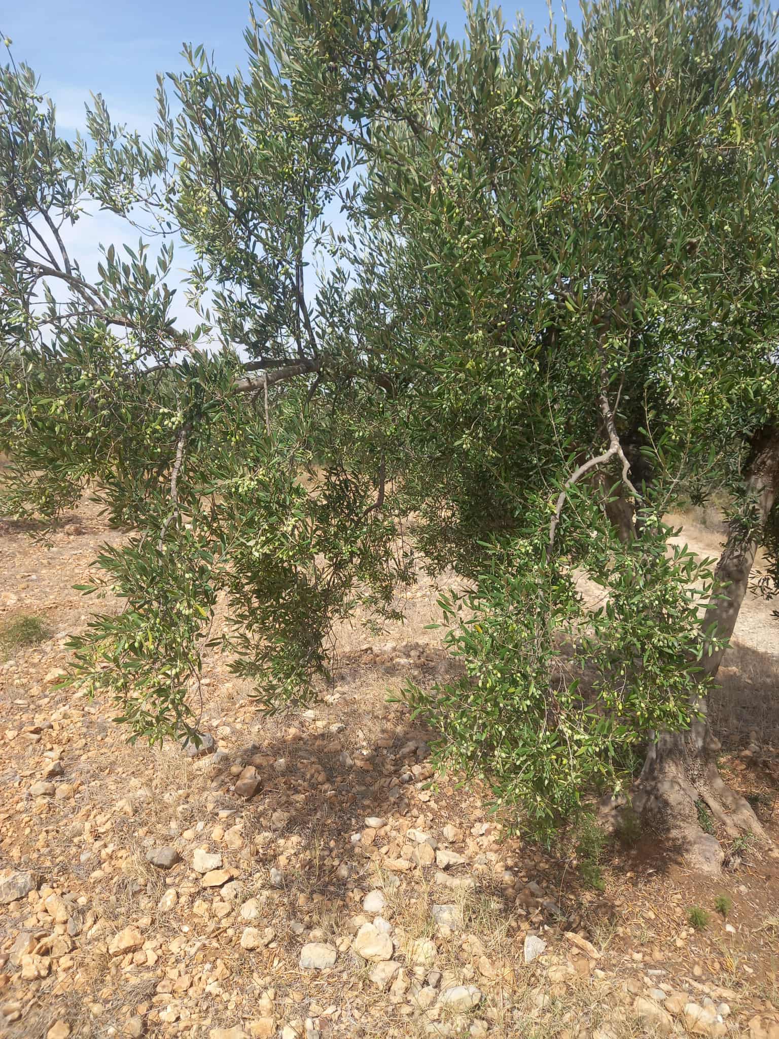Zaghouan Zaghouan Vente Autre Terrain agricole