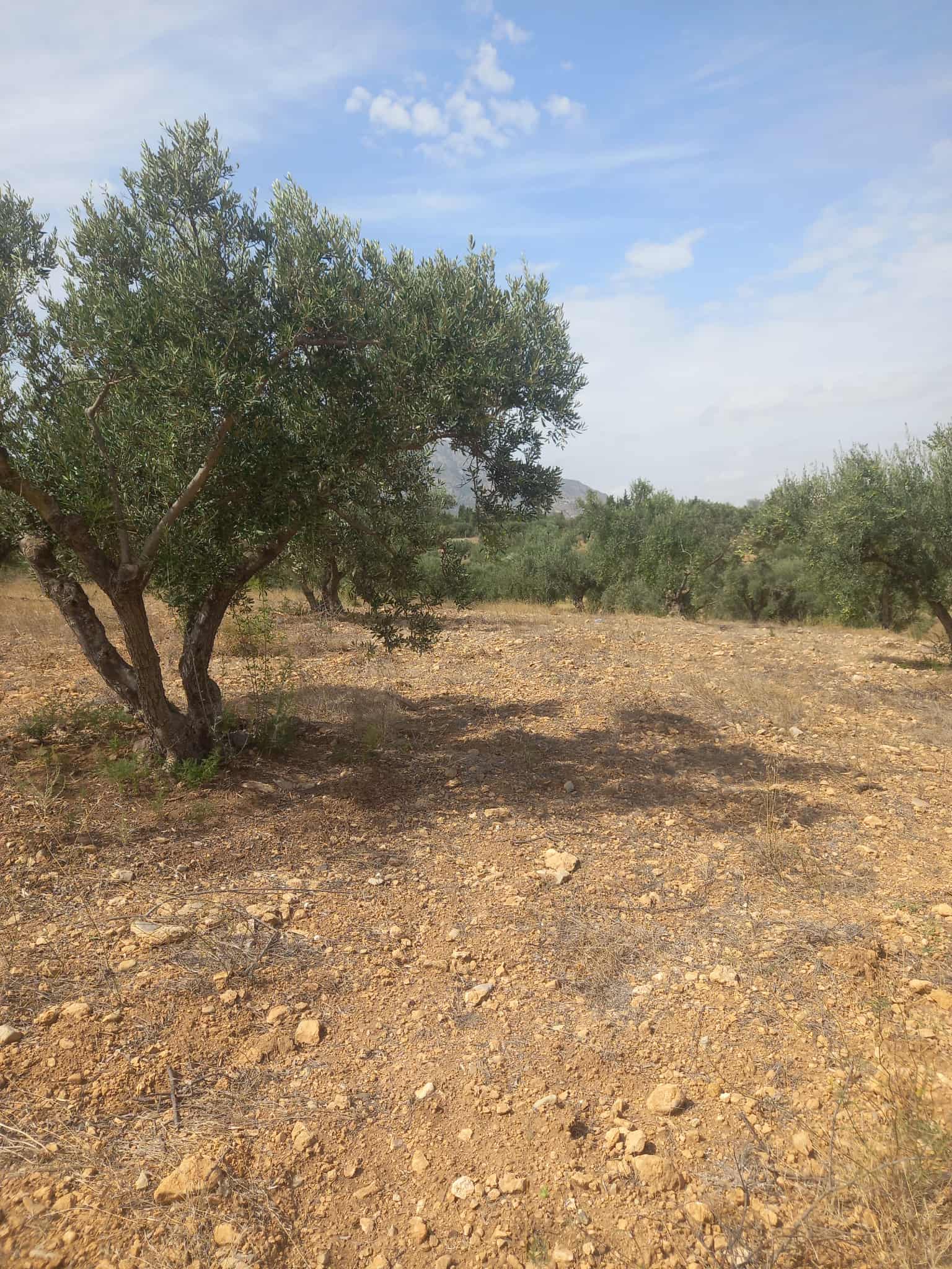 Zaghouan Zaghouan Vente Autre Terrain agricole