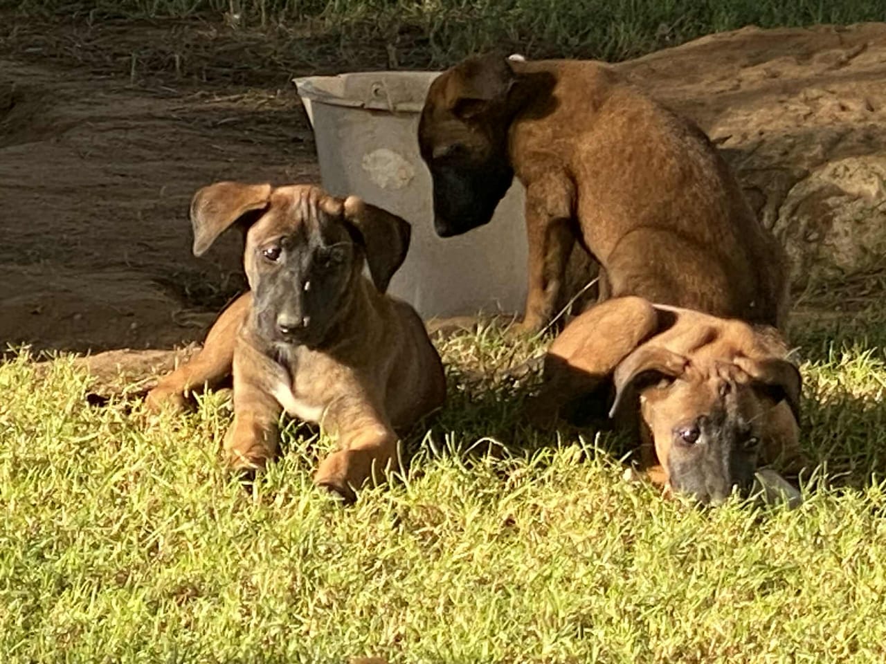 Hammamet Bir Bouregba Chiens Autre Chiots malinois
