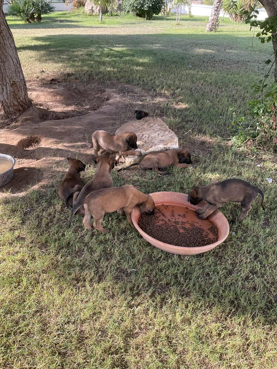 Hammamet Bir Bouregba Chiens Autre Chiots malinois