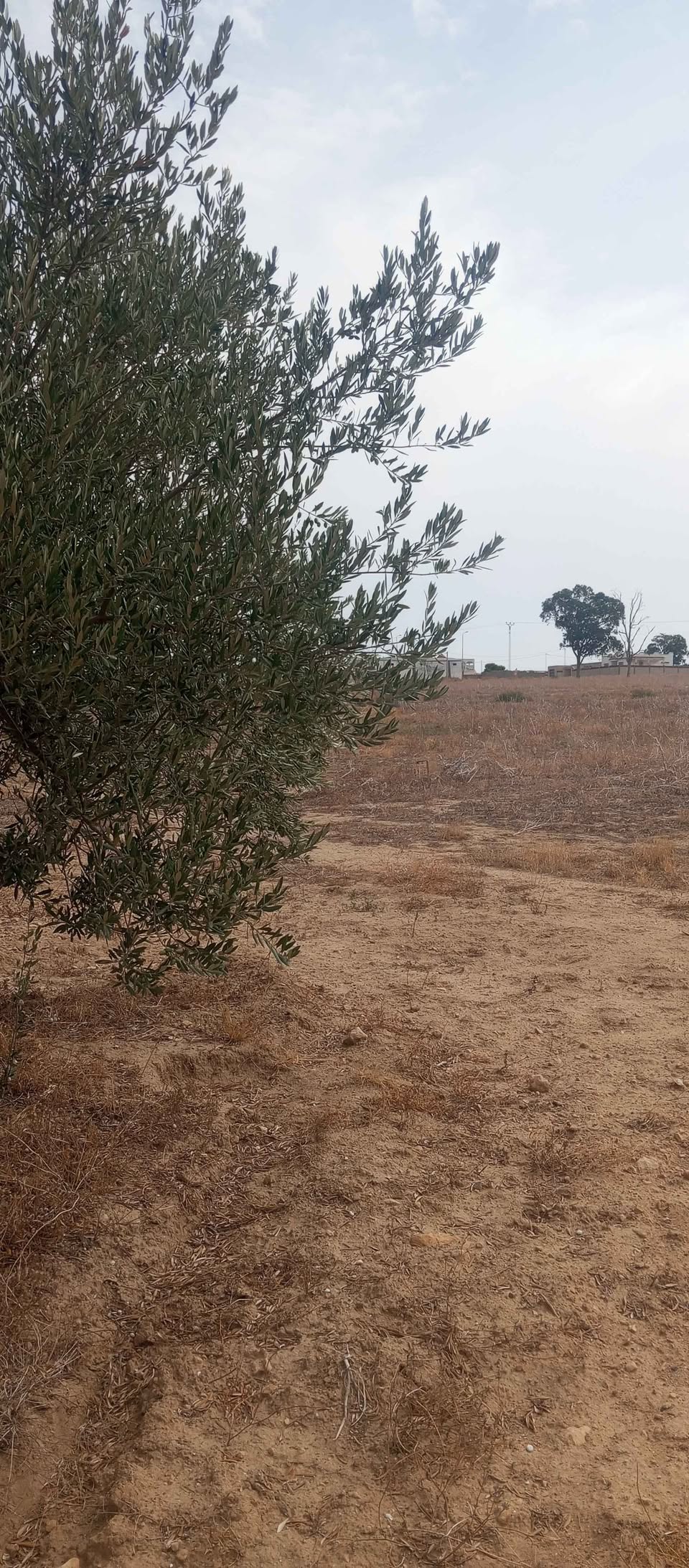 Mejez El Bab Sidi Mediene Terrain Terrain agricole 2 ha zitoun