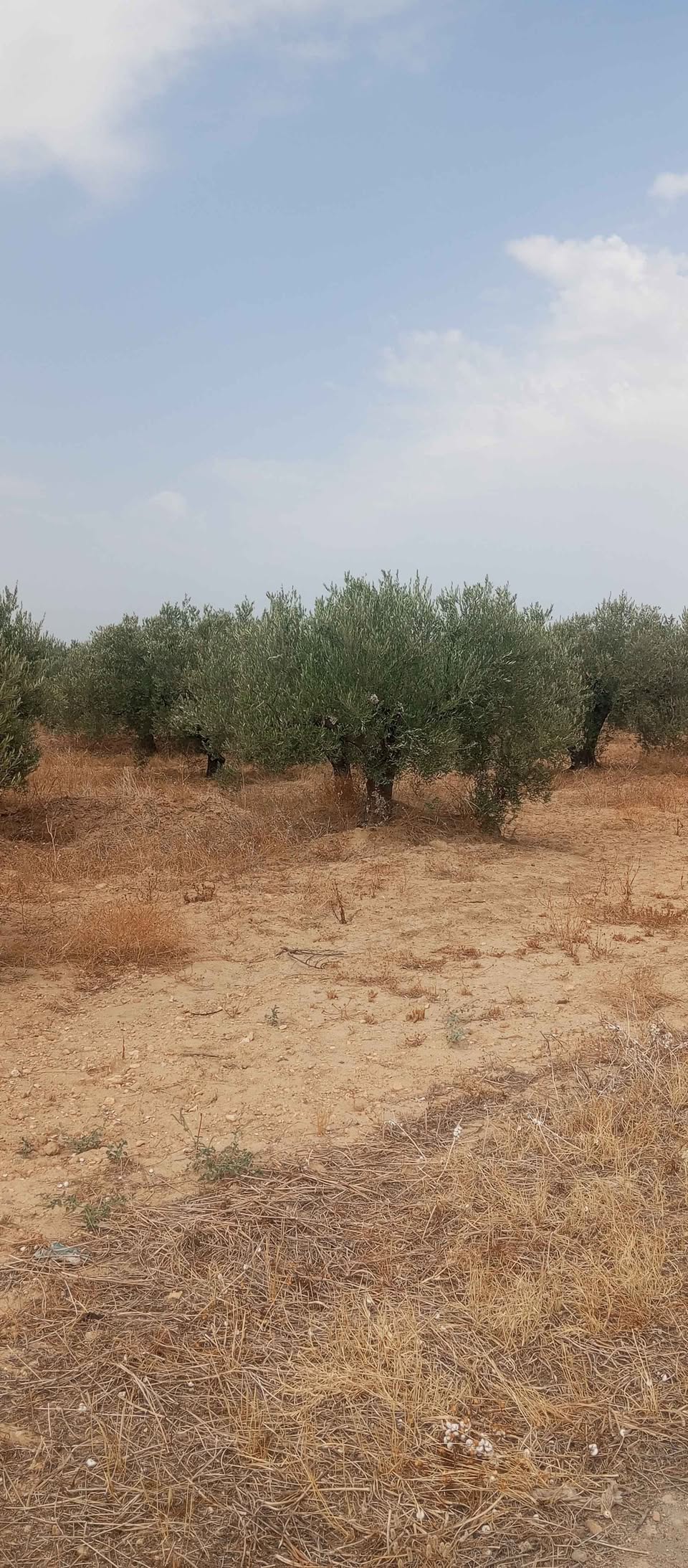 Mejez El Bab Sidi Mediene Terrain Terrain agricole 2 ha zitoun